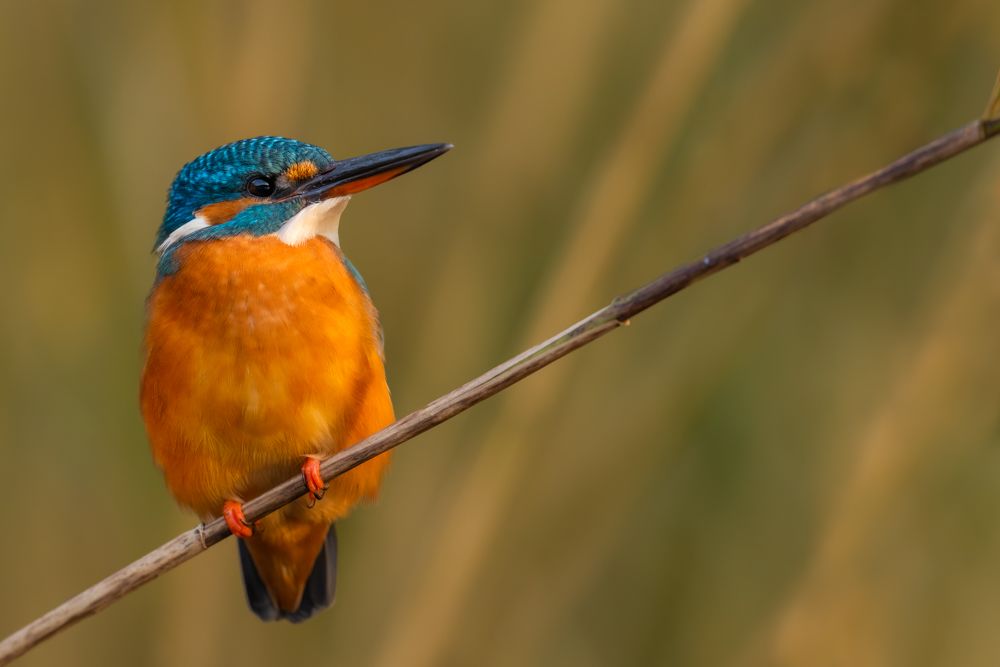 Weitere Fotos des Vogels