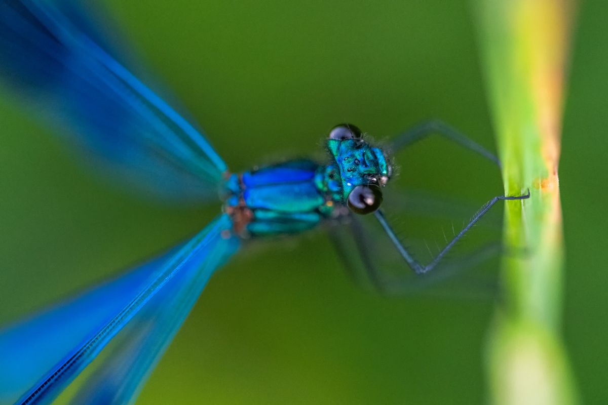 Gallery of macro images of nature photographer Nicolas Stettler.