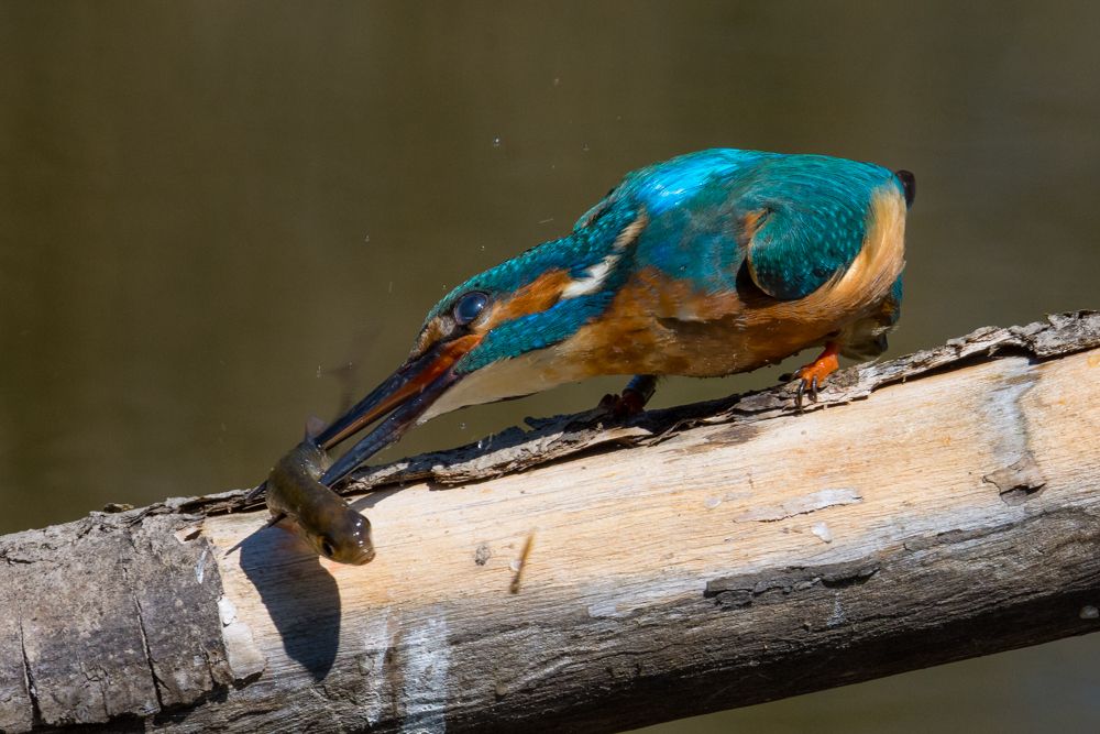 Um die gefangenen Fische zu töten und schlagen Eisvögel diese gegen die Sitzwarte.