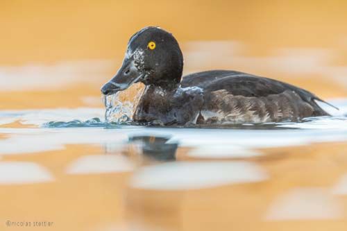 Enten Workshop 5