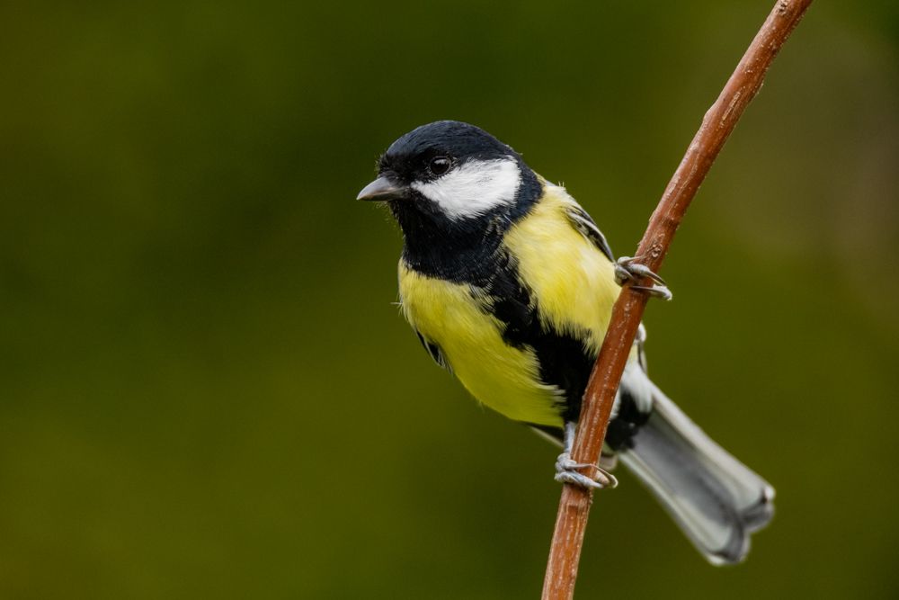 More images of this bird