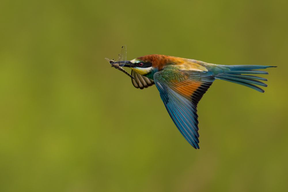 In Leuk, bee-eaters can be photographed from a hide without disturbing them.