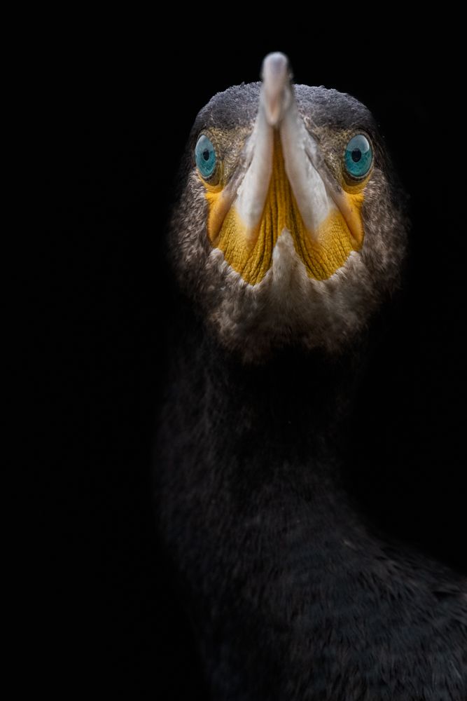Weitere Fotos des Vogels