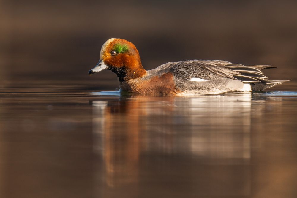 Identification, behaviour, distribution and more about the wigeon