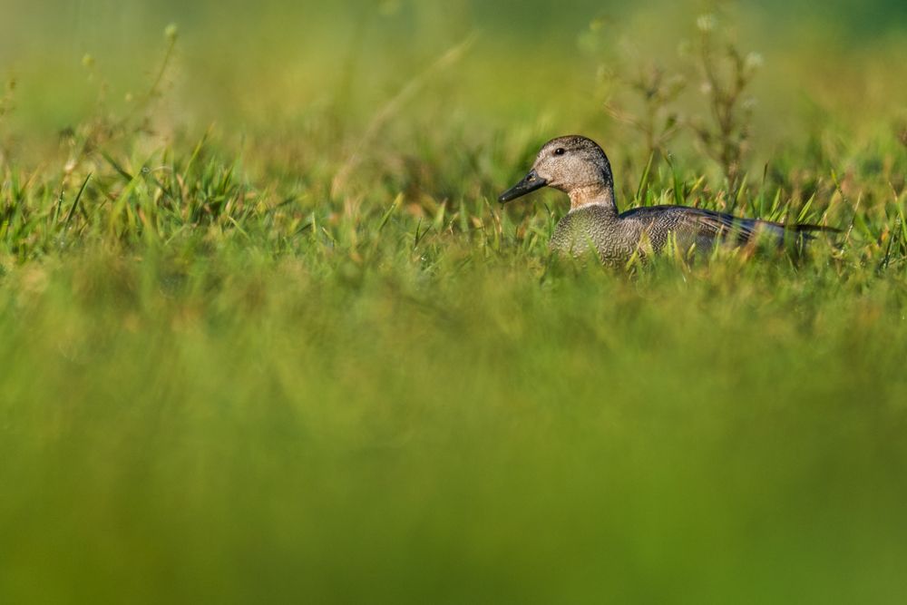 Weitere Fotos des Vogels