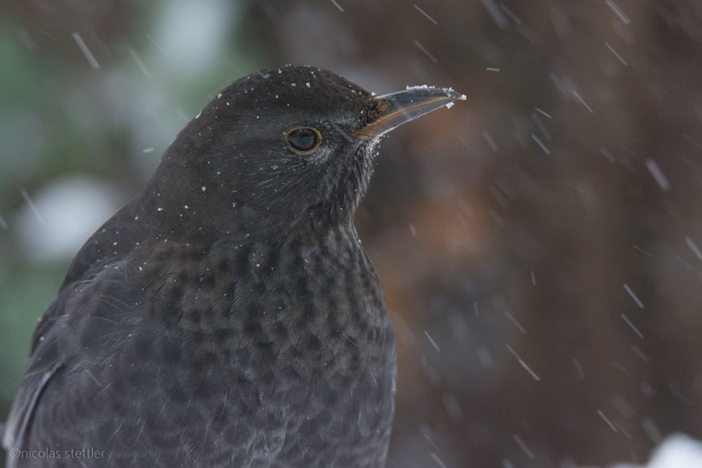 Ein Amsel-Weibchen im Schnee.