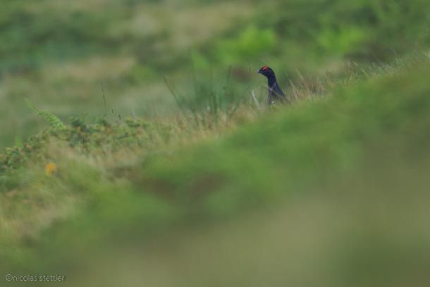 A black grouse in a lush alpine meadow.