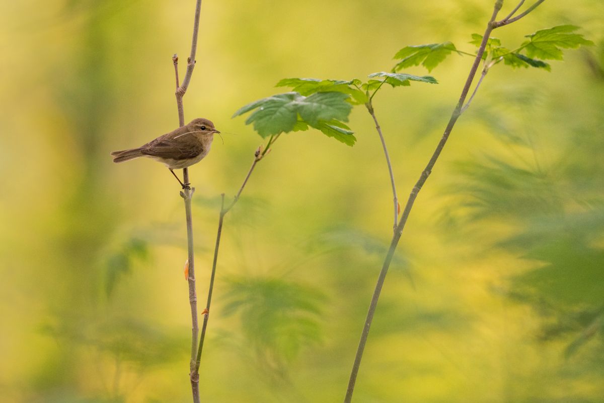 Galerie mit Vogelfotos von Singvögeln, fotografiert von Naturfotograf Nicolas Stettler..