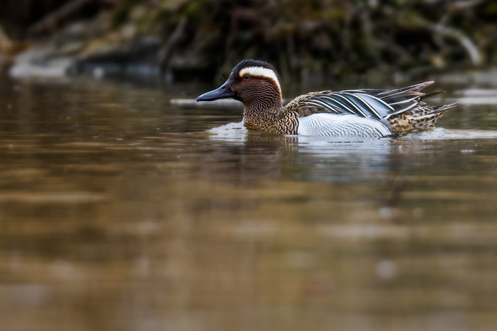 Identification, behaviour, distribution and more about the garganey
