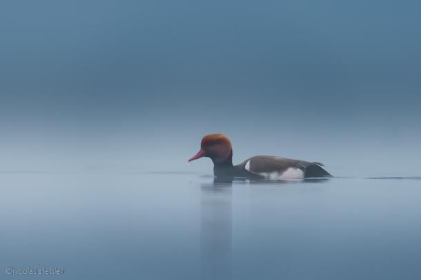 Kolbenente im Nebel am frühen Morgen.