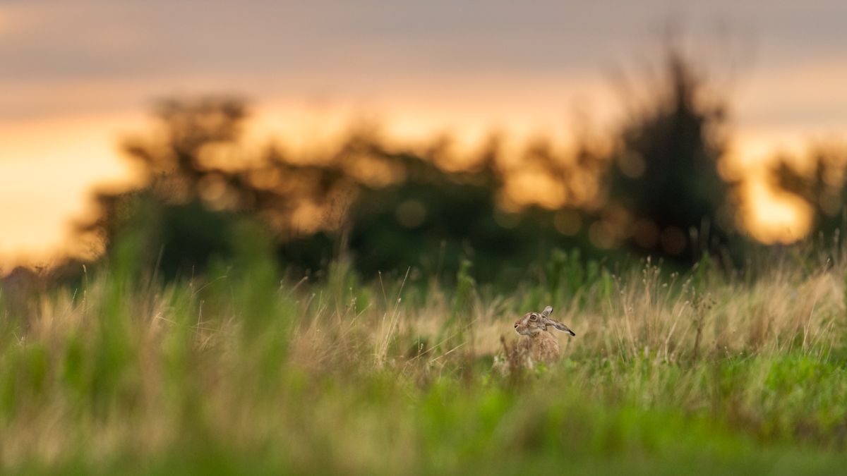 Gallery of fish, photographed by nature photographer Nicolas Stettler.