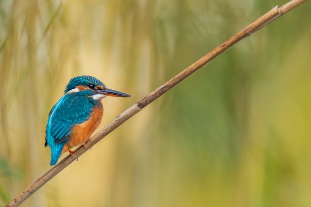 Beispielfotos von der Schweiz im Frühling Fotoreise mit Birdingtours und Nikon.