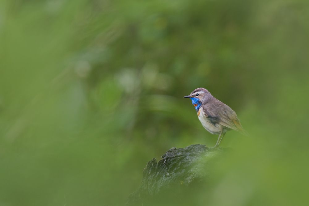 Blaukehlchen sind häufig in Moorlandschaften mit einigen Büschen anzutreffen.