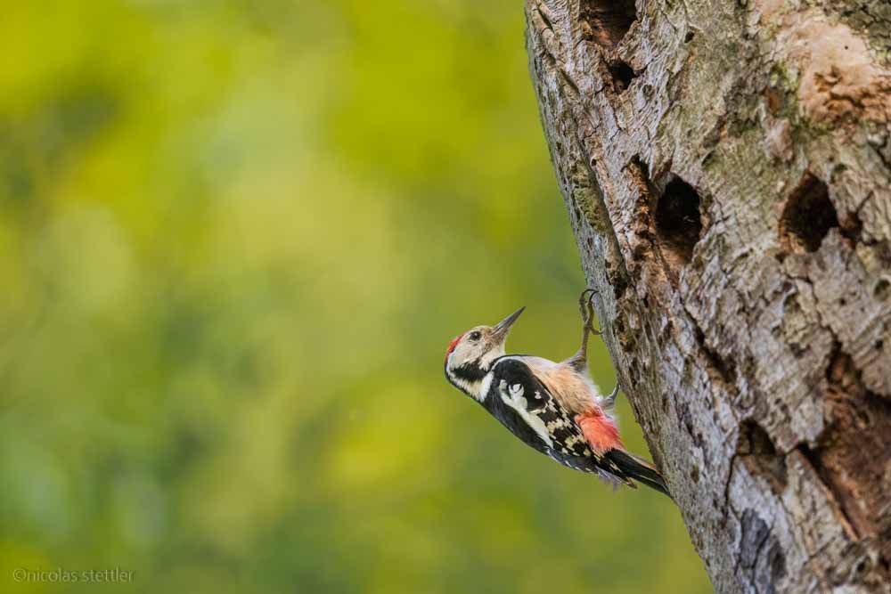 Middle-spotted woodpecker near his nest cave.
