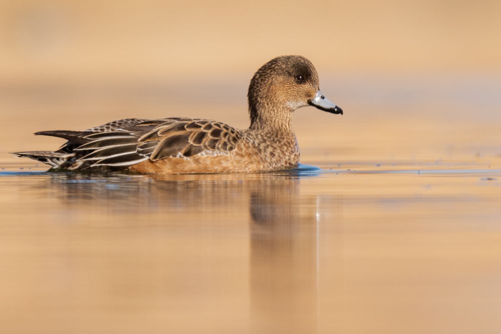 Compared to other dabbling ducks, the female wigeon is quite easy to identify.