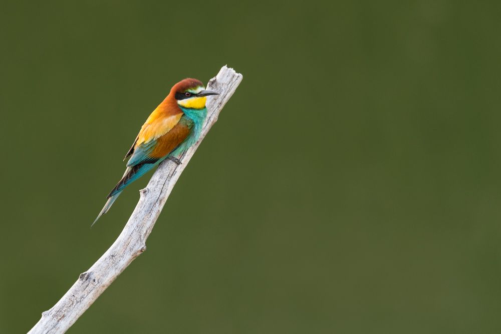 The bee-eater benefits from climate change and has extended its range towards the north in recent years.