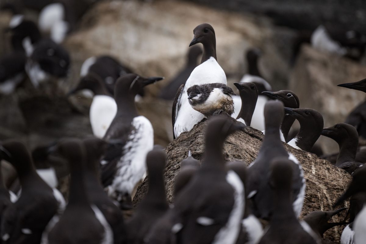 Galerie mit Vogelfotos von Seevögelb, fotografiert von Naturfotograf Nicolas Stettler..