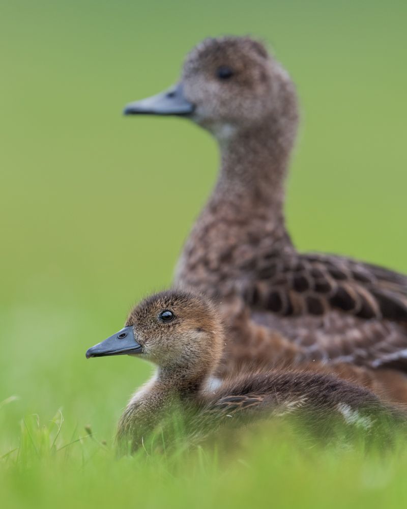 Wigeons breed further north in Scandinavia, Iceland and especially Russia.