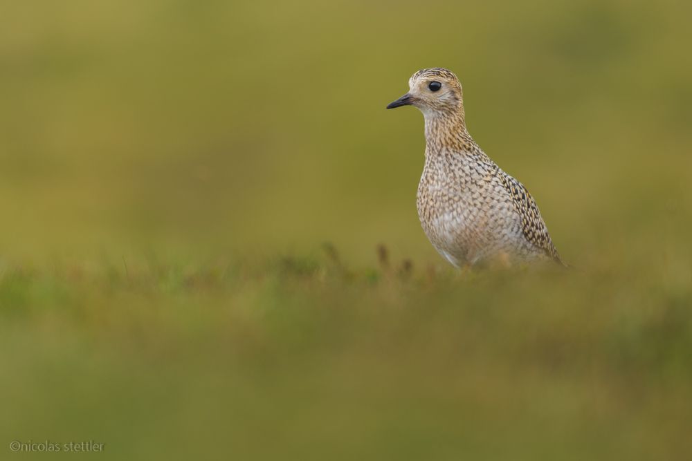 Ein Goldregenpfeifer sucht auf einer Bergwiese nach Nahrung.