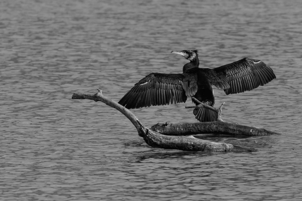 To dry their feathers after diving, cormorants stretch their wings.