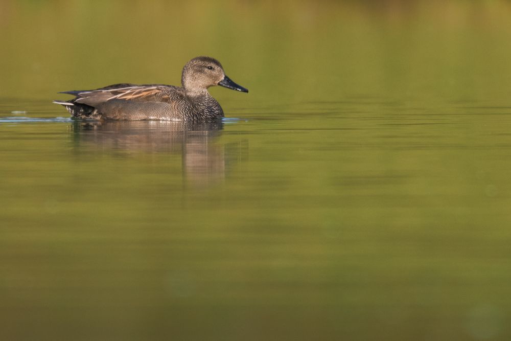 Weitere Fotos des Vogels