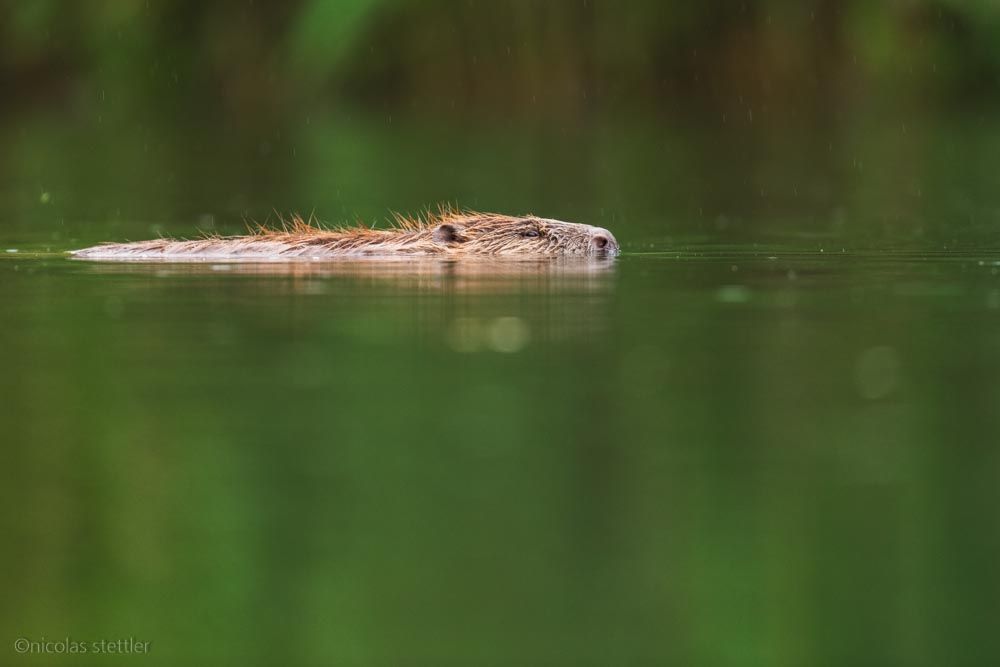 A beaver swimming on a rainy evening.