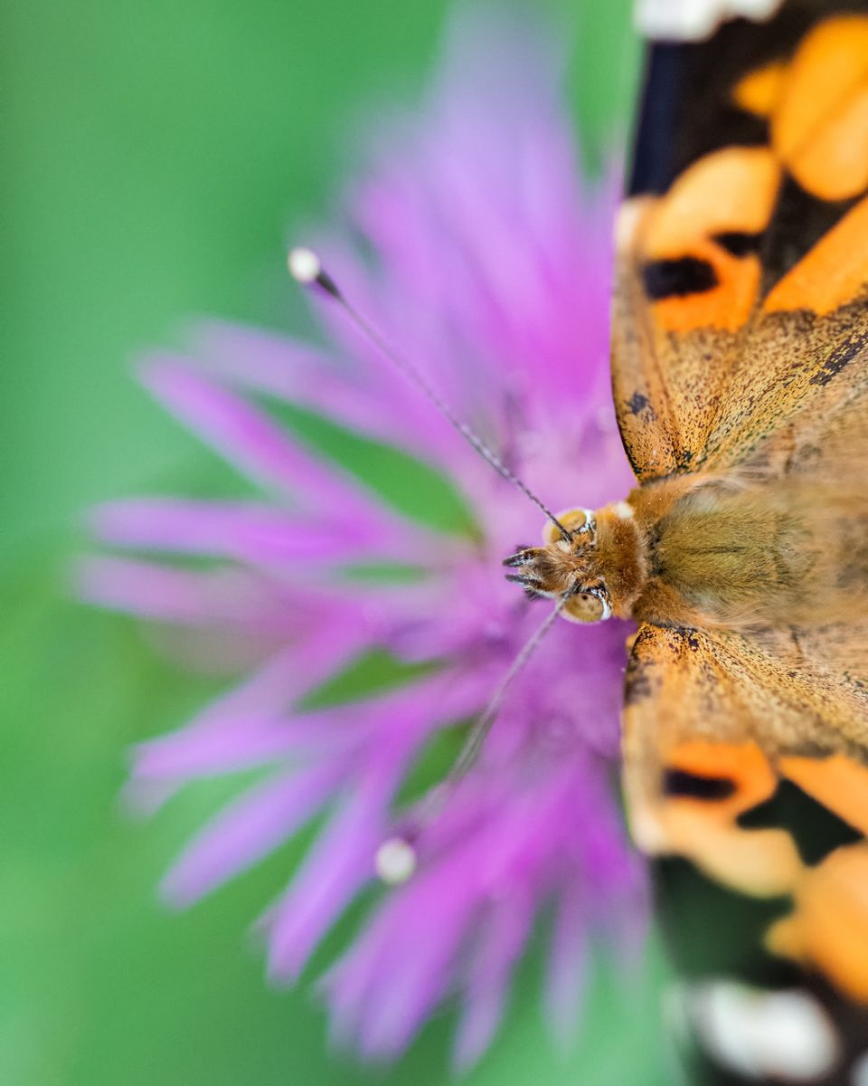 Gallery of macro images of nature photographer Nicolas Stettler.
