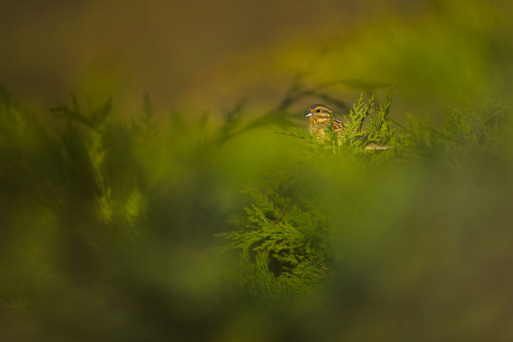 Weitere Fotos des Vogels