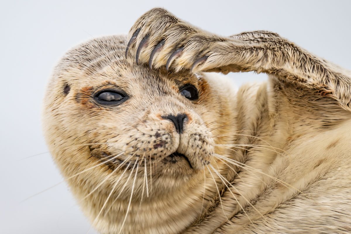 Gallery of fish, photographed by nature photographer Nicolas Stettler.