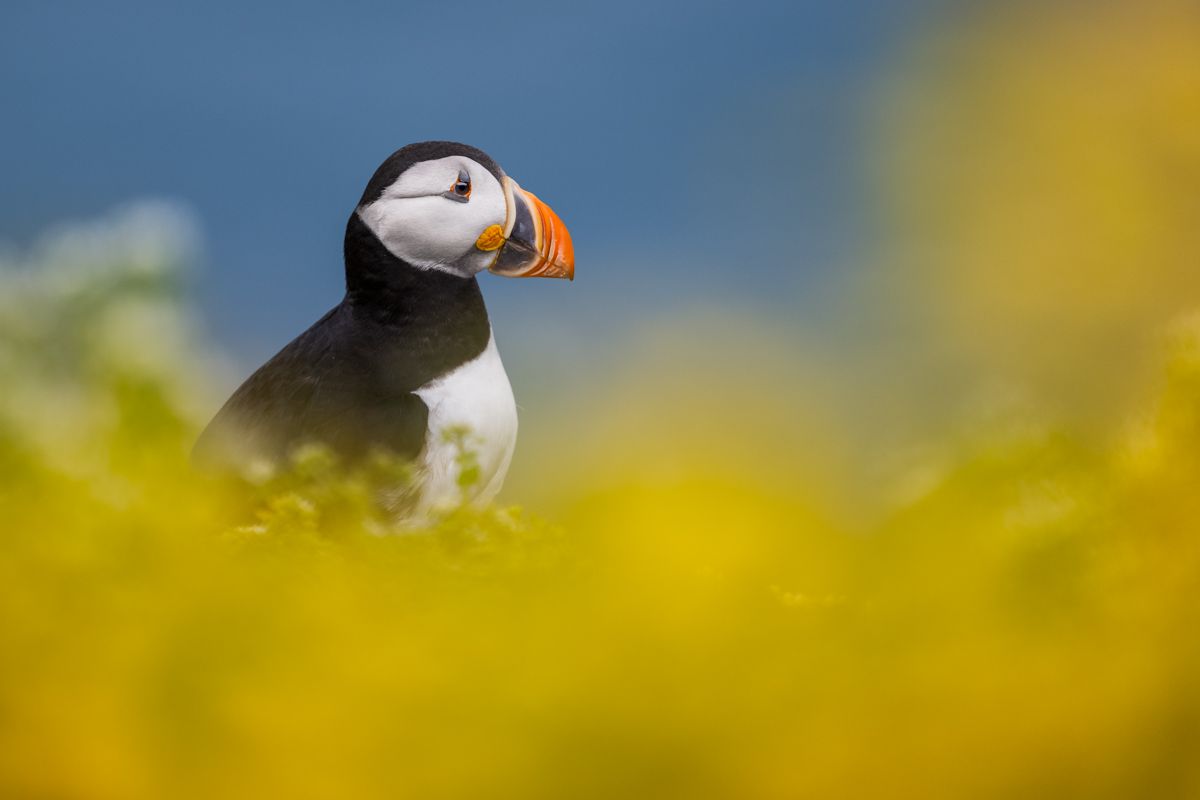 Galerie mit Vogelfotos von Seevögelb, fotografiert von Naturfotograf Nicolas Stettler..