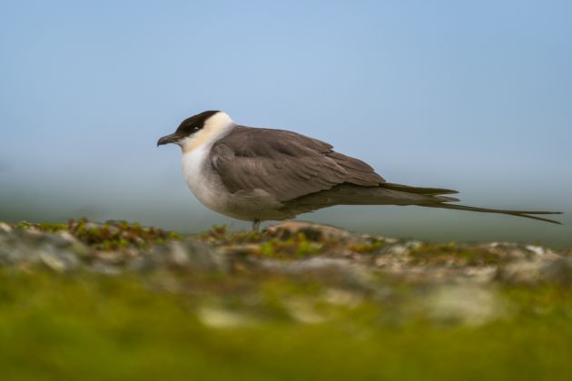 Beispielfotos von der Seevögel in Nordnorwegen Fotoreise mit Birdingtours und Nikon.