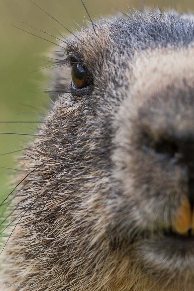 An alpine marmot looking straight towards the camera.