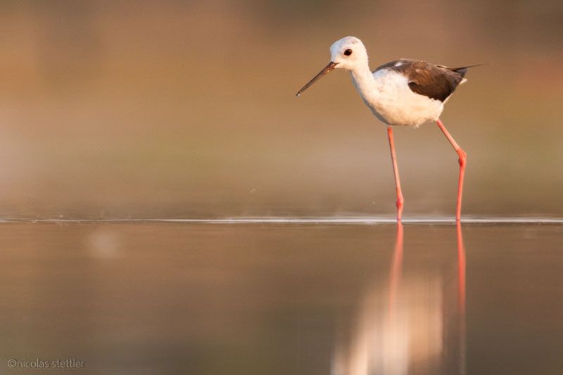 Stelzenläufer am Zicksee zur goldenen Stunde