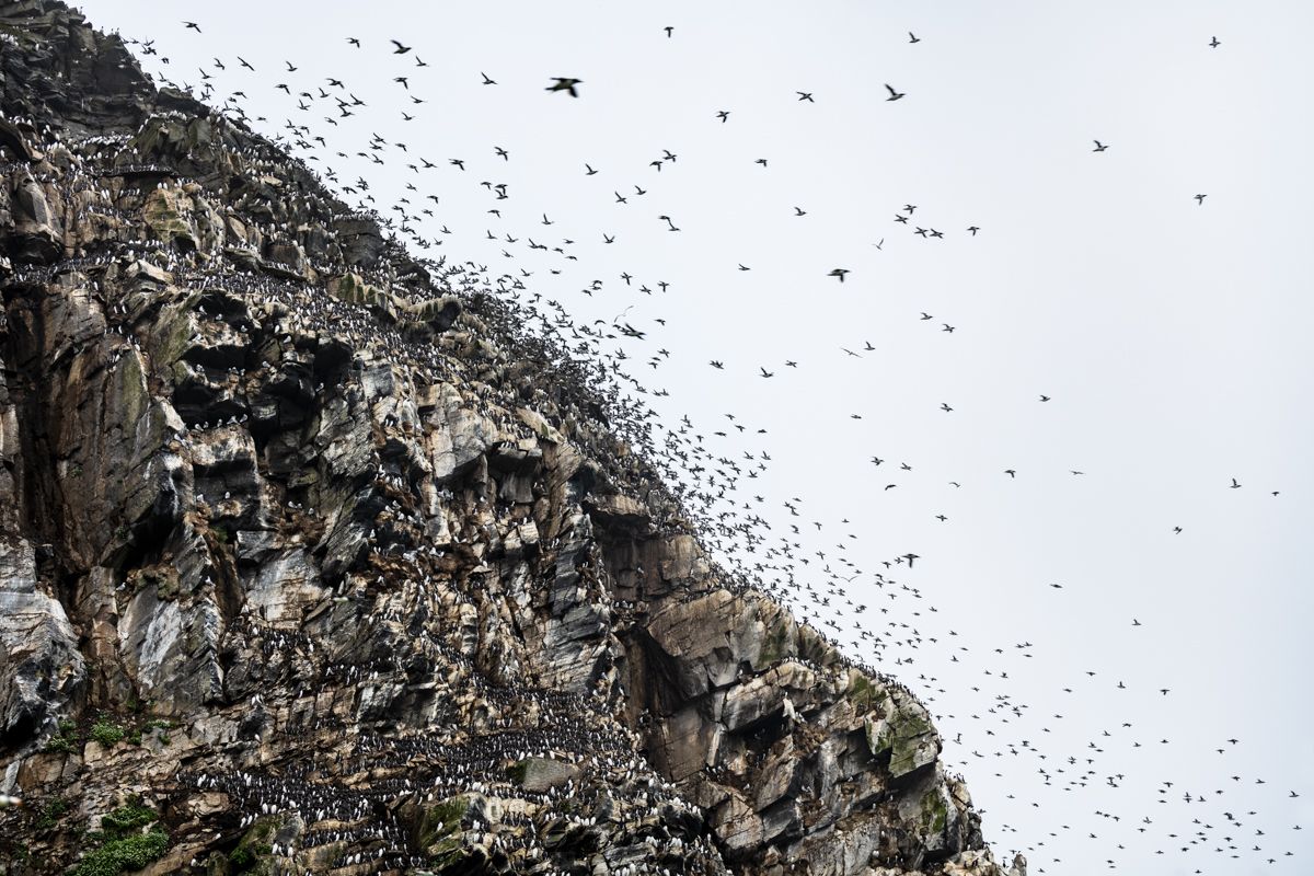 Galerie mit Vogelfotos von Seevögelb, fotografiert von Naturfotograf Nicolas Stettler..