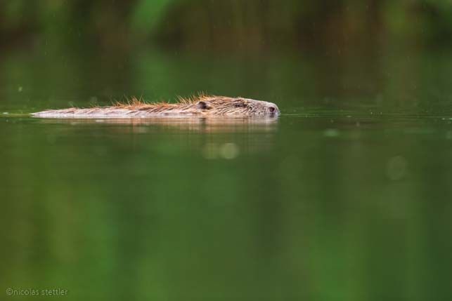 Ein Biber (Castor fiber) schwimmt dem Ufer entlang.