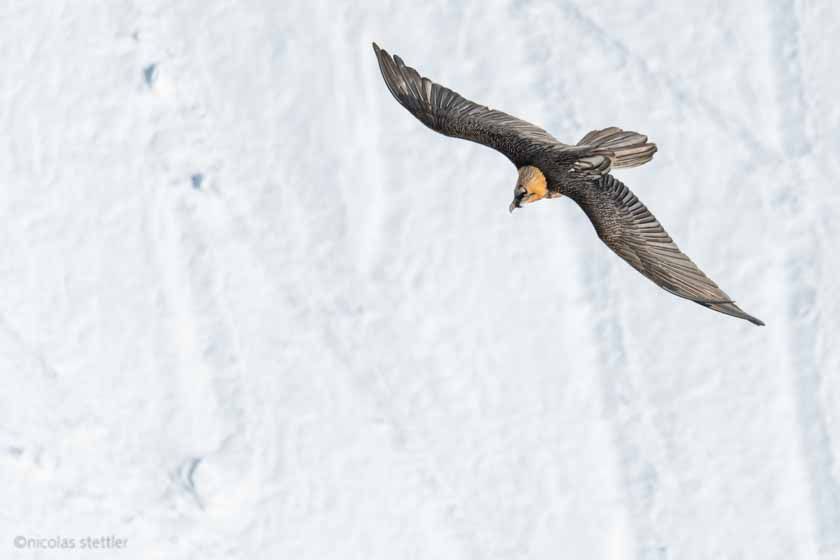 Bearded vulture (Gypaetus barbatus) flying over some snow.