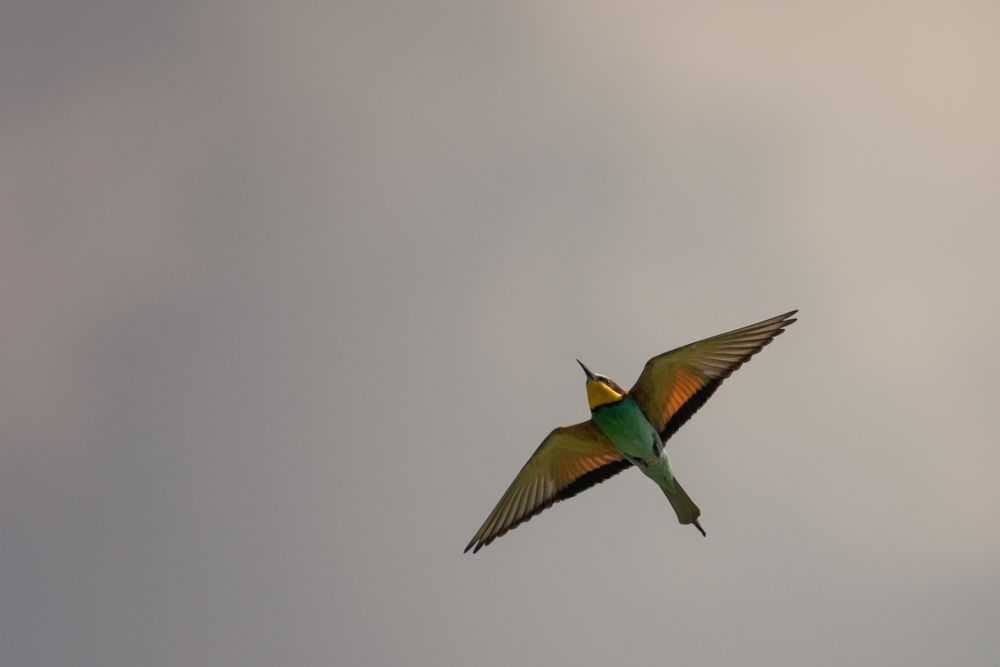In flight, bee-eaters can easily be identified by their triangular wings or extended tail feathers or tail skewer.