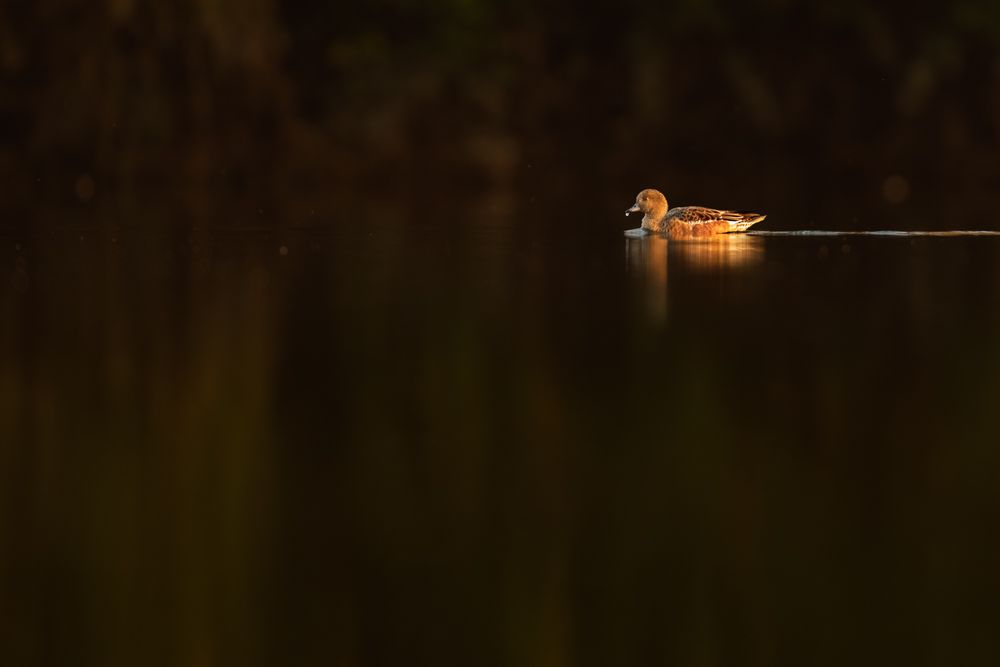 More images of this bird