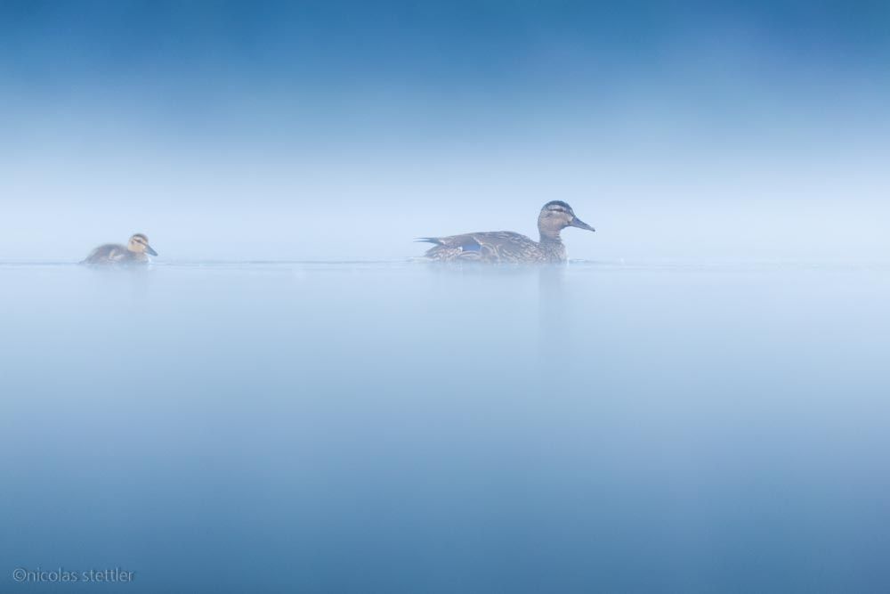 A family of mallard ducks in the fog.