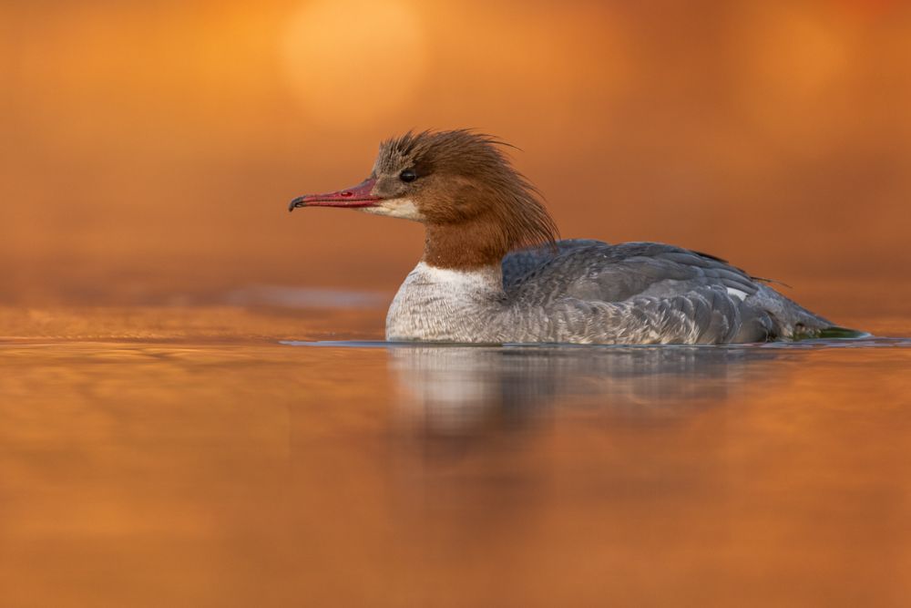 More images of this bird