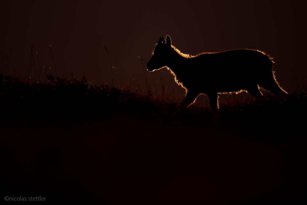 An alpine ibex backlit.