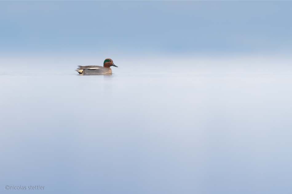 A short behind the Scenes ot this image of a male Common teal. How I photographed it and what settings I used.