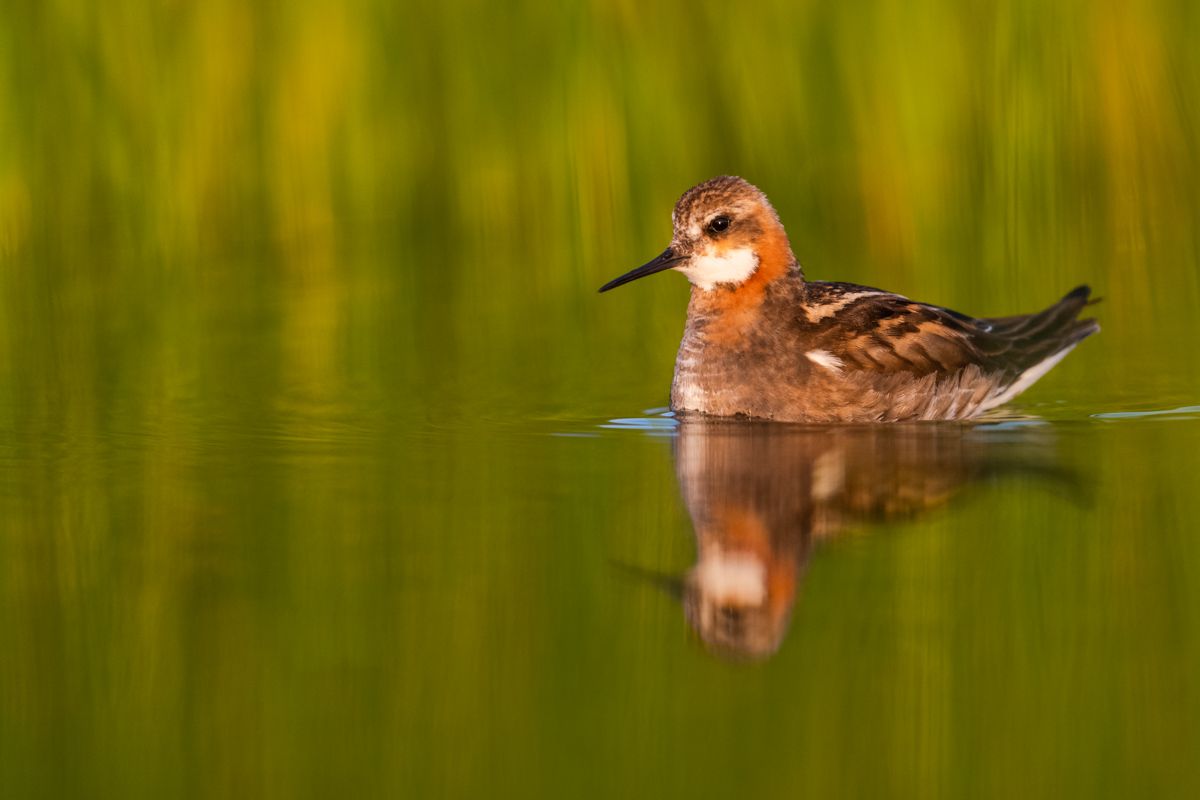 Galerie von diversen Vogelarten, fotografiert von Naturfotograf Nicolas Stettler.