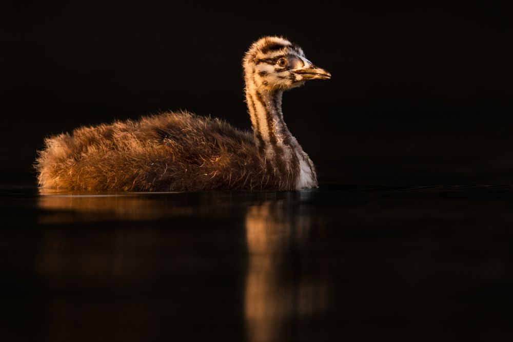 More images of this bird