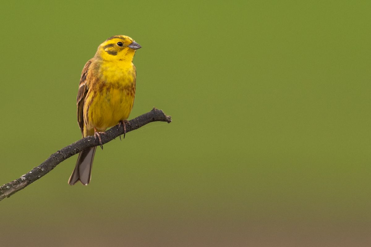 Gallery of songbirds, photographed by nature photographer Nicolas Stettler.