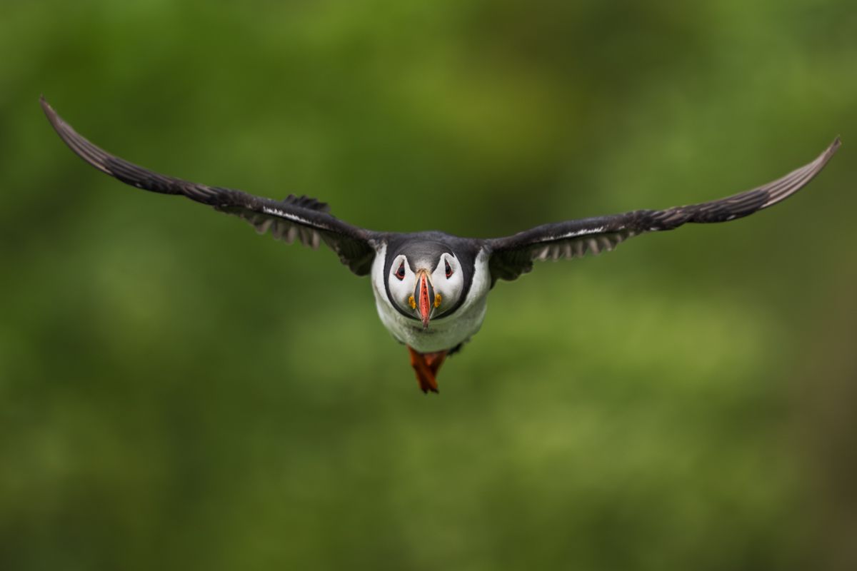 Galerie mit Vogelfotos von Seevögelb, fotografiert von Naturfotograf Nicolas Stettler..