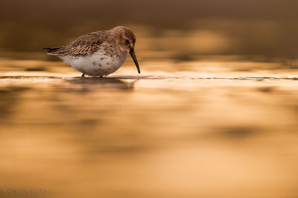 Ein Alpenstrandläufer auf der Nahrungssuche am Strand.