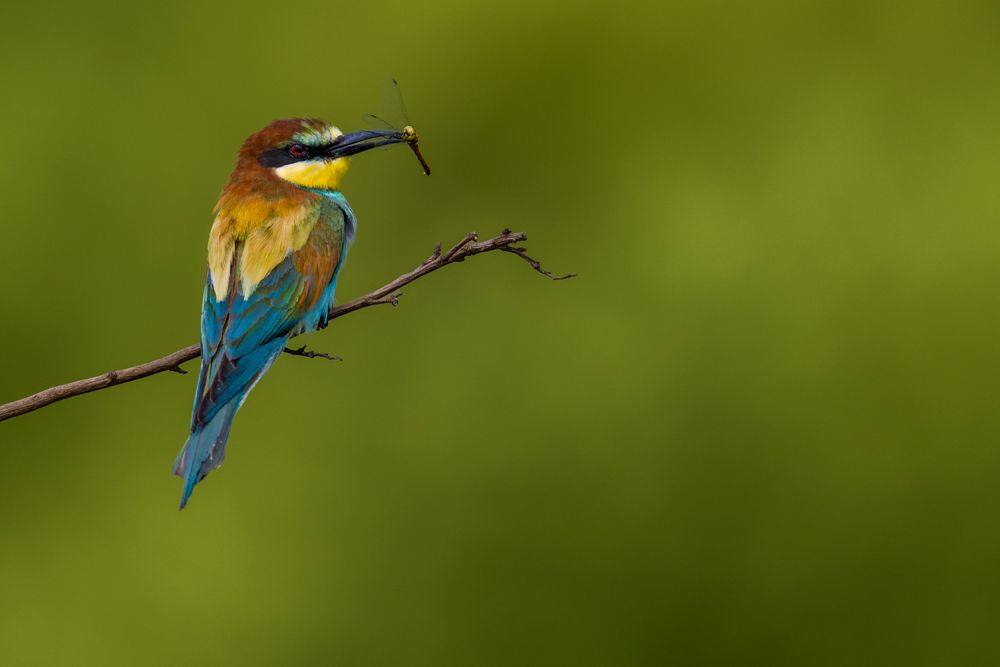 Bee-eaters do not have sexual dimorphism. Males and females cannot be distinguished externally.