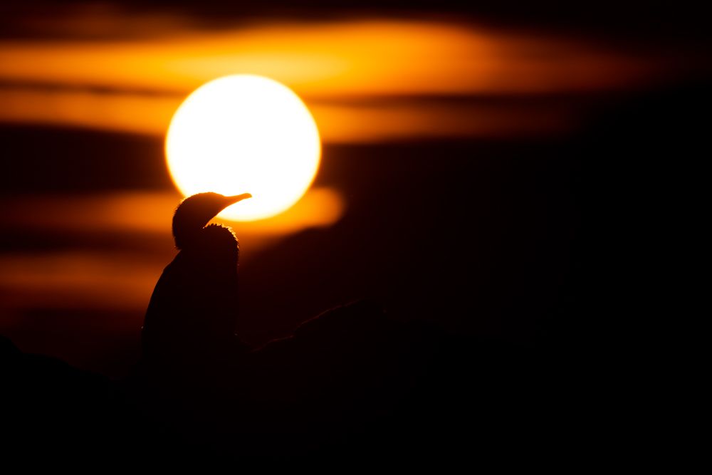 Weitere Fotos des Vogels