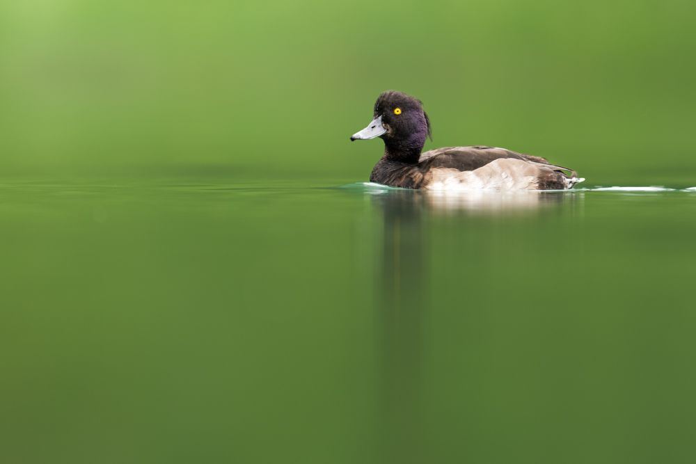 More images of this bird